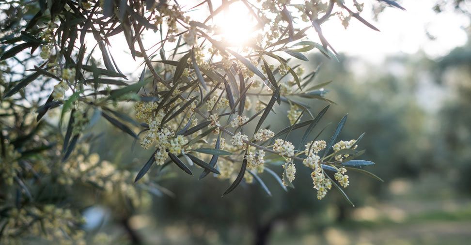Alergia pólen oliveira